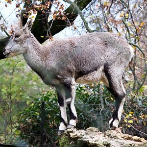 Bharal (Pseudois nayaur) in Jardin des Plantes; 24th November 2018