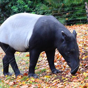 Malayan tapir (Tapirus indicus) in Jardin des Plantes; 24th November 2018