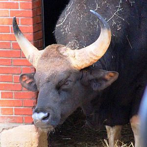 Gaur (Bos gaurus) in Jardin des Plantes; 24th November 2018