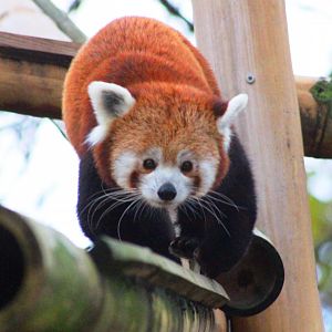 Red panda (Ailurus fulgens)  in Jardin des Plantes; 24th November 2018