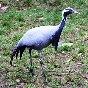 Demoiselle crane (Anthropoides virgo) in Jardin des Plantes; 24th November 2018