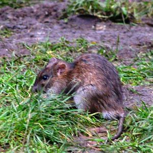 Brown rat (Rattus norvegicus) in Jardin des Plantes; 24th November 2018