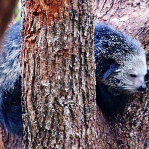 Binturong (Arctictis binturong) in Jardin des Plantes; 24th November 2018