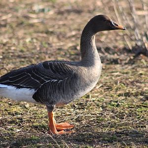 Bean goose