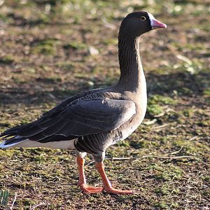 Lesser white-fronted goose