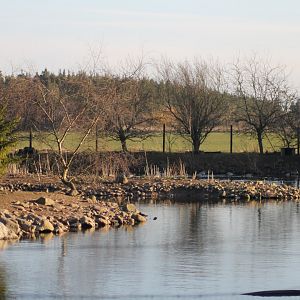 Pond for geese and ducks