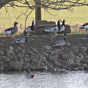 Barnacle, Lesser white-fronted geese and mallards