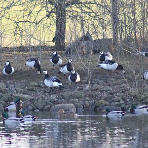 Barnacle geese