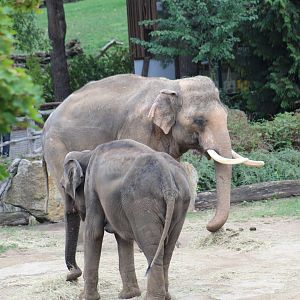 Asian Elephants