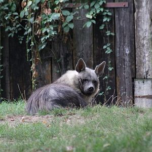 Brown Hyena