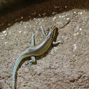 East African Rainbow Skink