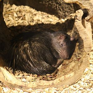 African Brush-Tailed Porcupine