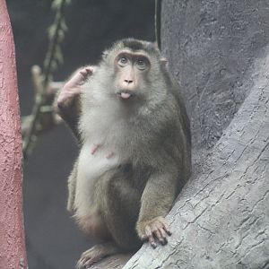 Southern Pig-Tailed Macque