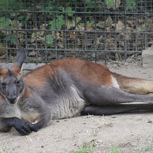 Eastern Wallaroo