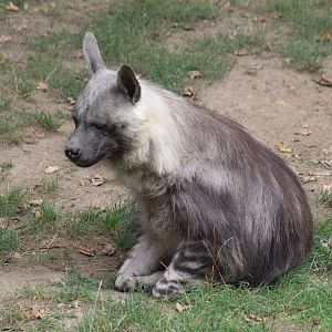 Brown Hyena
