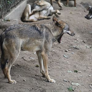 Eurasian Wolf