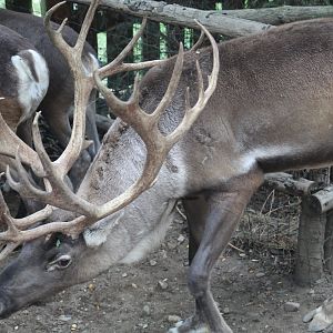 Finnish Forest Reindeer