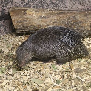 Palawan Porcupine