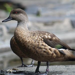 Patagonian Crested Duck