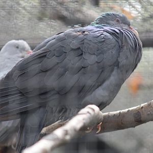 Philippine Metallic Pigeon