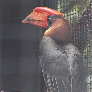 Luzon Rufous Hornbill