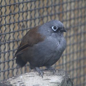 Sunda Laughingthrush