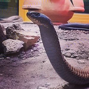 Arabian cobra at Terrazoo Rheinberg