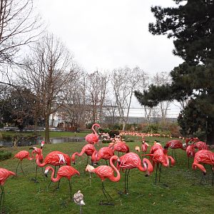 Flamingoes at China Light festival