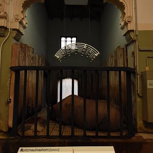 Black rhino indoors
