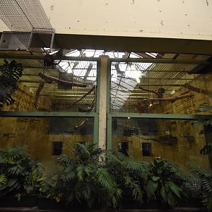 Red howler monkey indoors