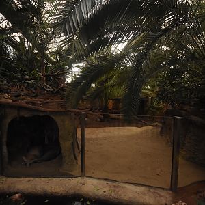 Aardvark enclosure