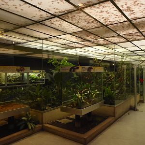 Abstract butterfly walkthrough