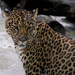 Liuzhou Zoo - Indochinese leopard