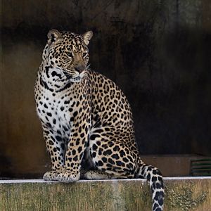 Liuzhou Zoo - Indochinese leopard
