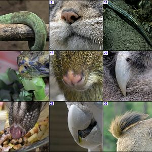 Xmas Crossword 2018 Photo Clues ACROSS