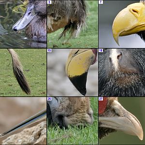 Xmas Crossword 2018 Photo Clues DOWN