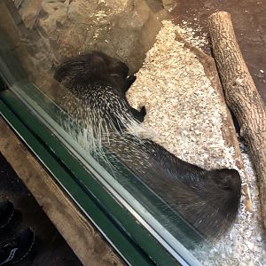 Indian Crested Porcupines | Henry Vilas Zoo