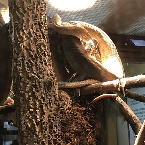 Cook’s Tree Boa | Henry Vilas Zoo
