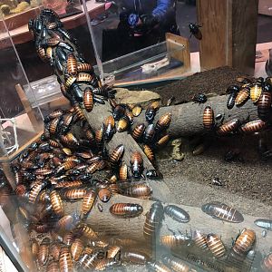 Madagascar Hissing Cockroaches | Henry Vilas Zoo