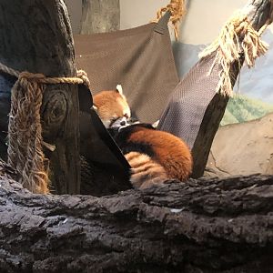 Red Pandas | Henry Vilas Zoo