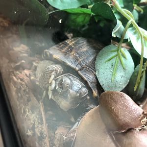 Ornate Box Turtle | Henry Vilas Zoo