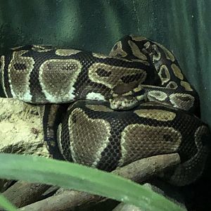 Ball Python | Henry Vilas Zoo