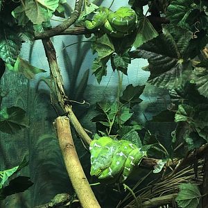 Green Tree Python | Henry Vilas Zoo