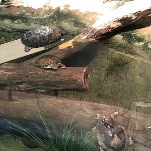 Assorted Freshwater Turtles | Henry Vilas Zoo