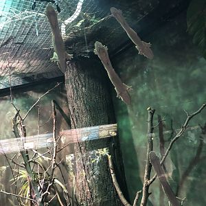 Lichenose Leaf-Tailed Gecko Group | Henry Vilas Zoo