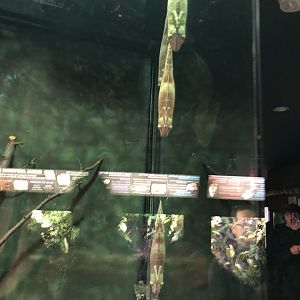 Lichenose Leaf-Tailed Geckos | Henry Vilas Zoo