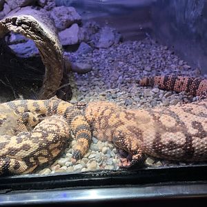 Gila Monsters | Henry Vilas Zoo
