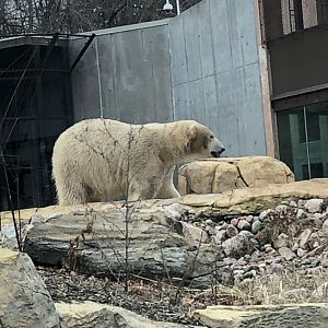 Nuniq | Henry Vilas Zoo