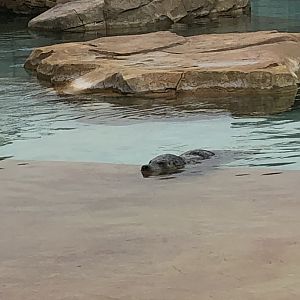 Harbor Seal | Henry Vilas Zoo