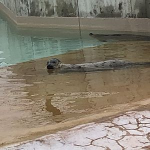 Harbor Seal | Henry Vilas Zoo